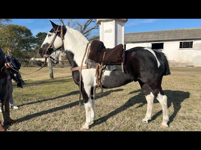 VENDIDO Caballo tobiano ideal para el trabajo rural - $1.800.000 - LOSEQUINOS.COM