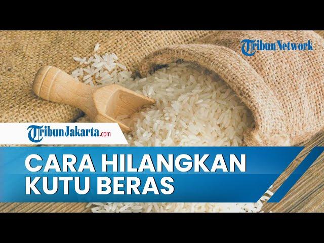 Cara Menghilangkan Kutu Beras Pakai Bawang Putih, Bikin Awet hingga Berbulan-bulan