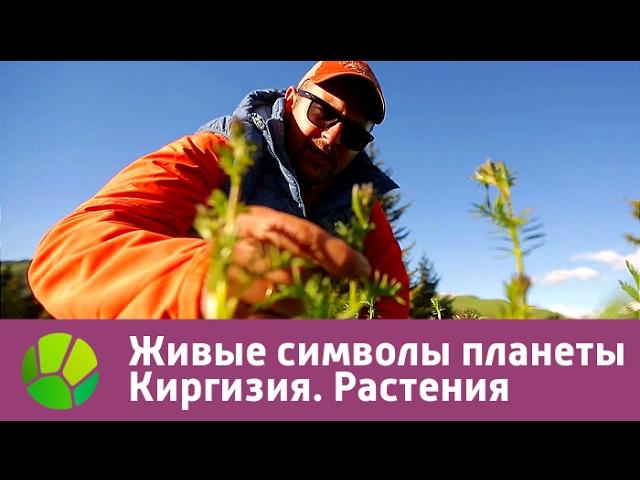 Живые символы планеты. Киргизия. Растения | Живая Планета