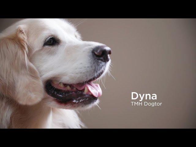 Meet Dyna, TMH Animal Therapy Dogtor