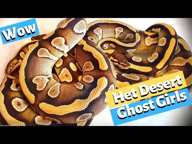 Breeding Plans for my 3 Mojave Het Desert Ghost Girls!