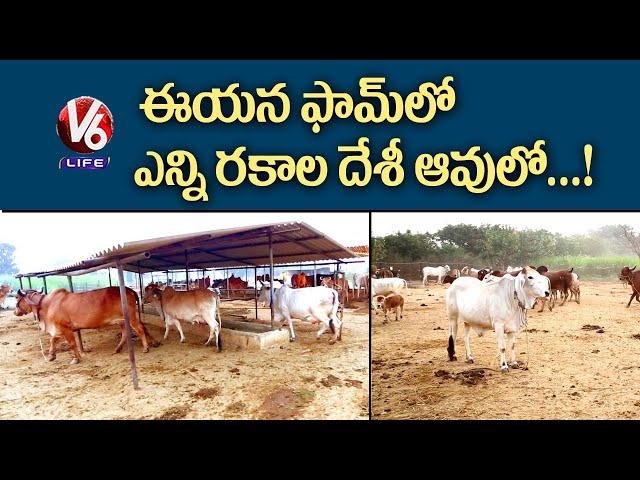 Different Variety Of Desi Cows | Indigenous Cow Breeds | Munduku Saggu | V6 Life