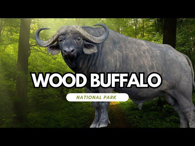 Discover the Serenity of Wood Buffalo National Park