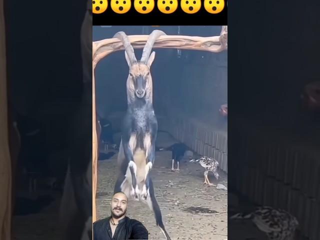 #lifeisbutadream #animals #trythatinasmalltown #love #funny