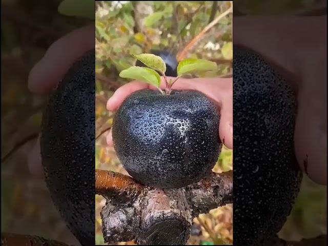 Никогда не ешь это ЯБЛОКО! 