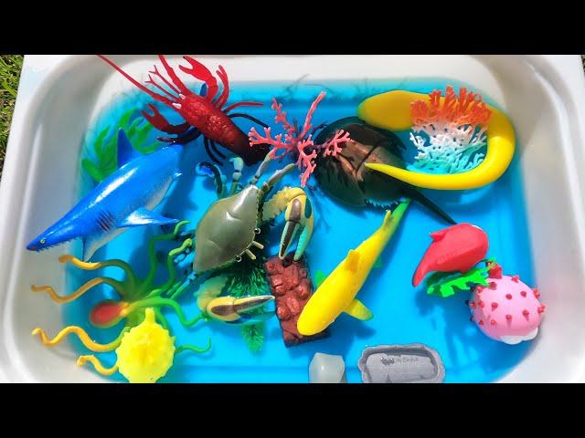 Learn sea creatures marine animals for babies, toddlers, kindergarteners, kids