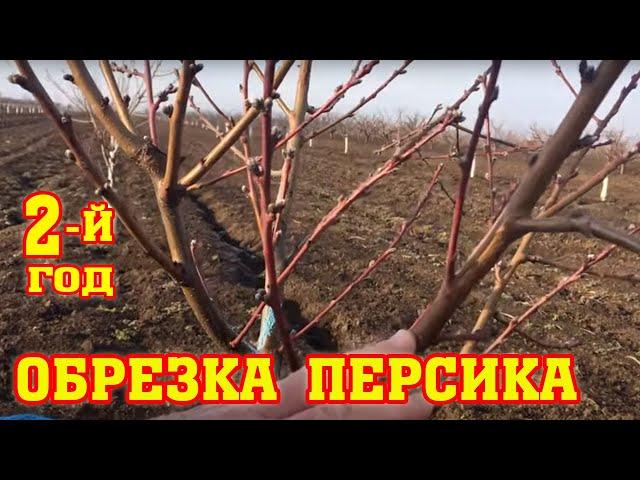 Правильная обрезка персика / 2-ой год после посадки / proper peach pruning