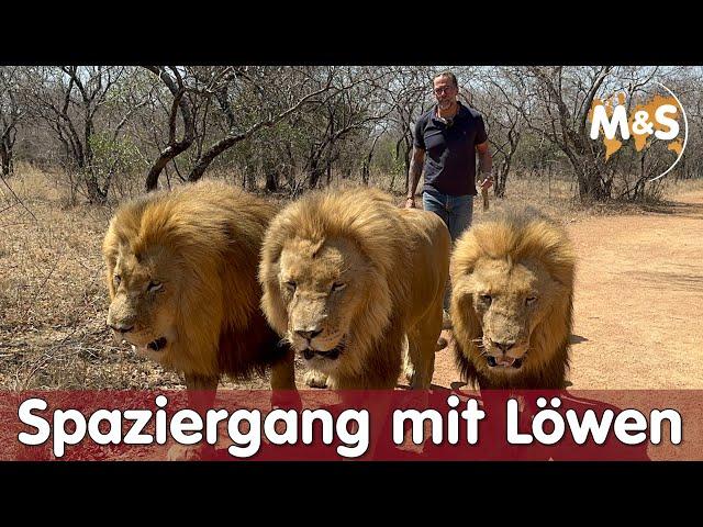 Spaziergang mit Löwen in Afrika