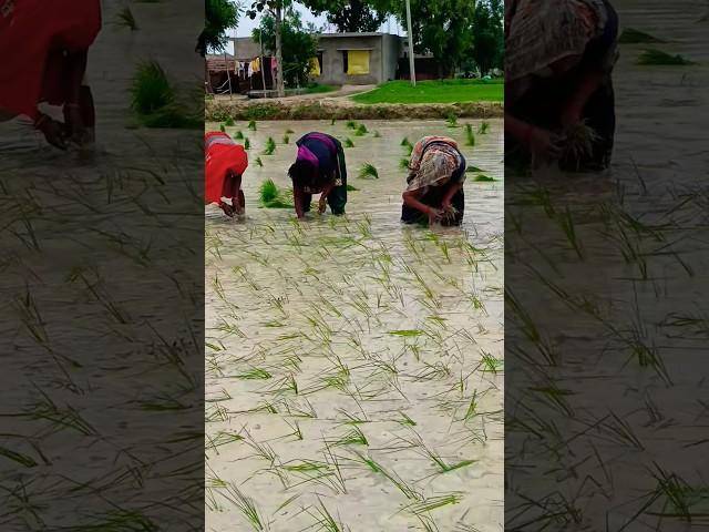 #dance #bhojpuri #dehati #bhajan #sohar #folksong #song #vivahgeet #video #bhojpurisong