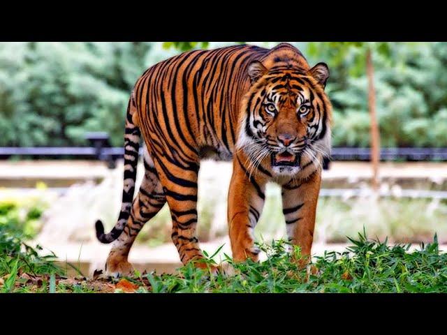 Animal Colors!  Learning Colors for Kids