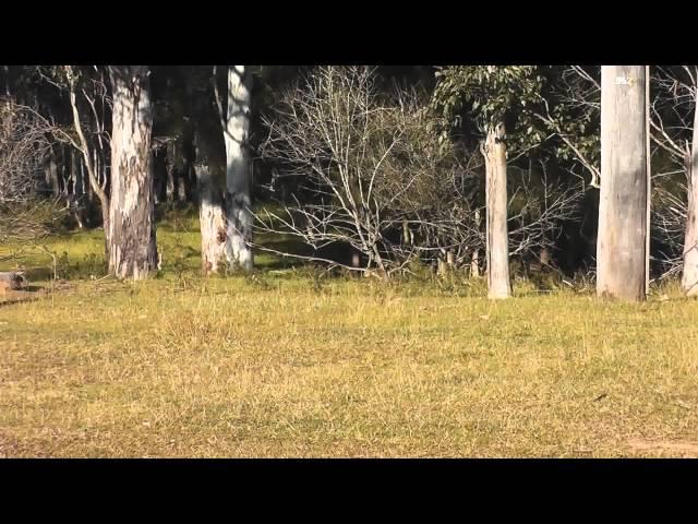 Fox Hunting in Winter 2015 - Sydney, NSW