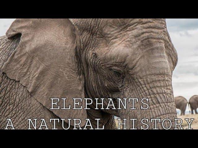 Elephants A Natural History (Biology, Anatomy, and Species).