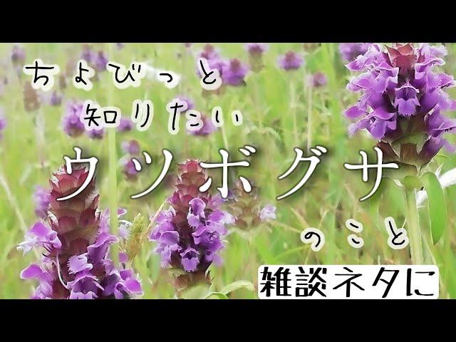 【自然vlog ＃69】靫草ウツボグサ/靭（うつぼ）とは/薬草/花言葉