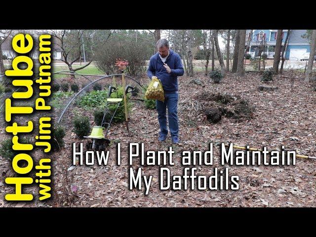 How I Plant and Maintain Daffodil Bulbs (Narcissus)