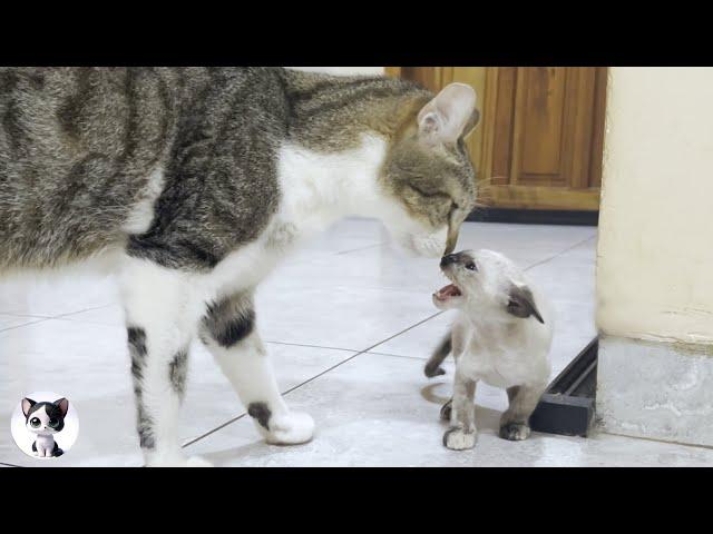 A rescued kitten suddenly approached by a big cat when she met him for the first time