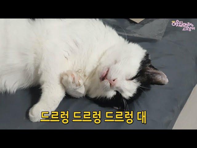 [수촌이 코방] 고양이 코고는 소리 들어보셨나요?!!