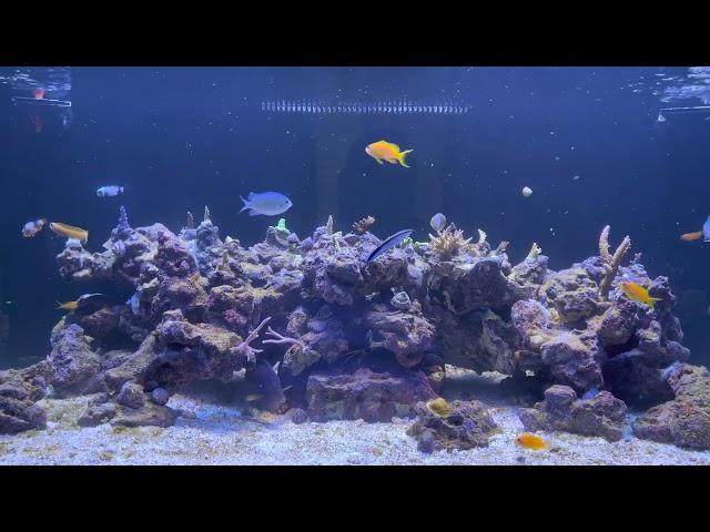 Reef Tank Update: new Acropora frags from TSA