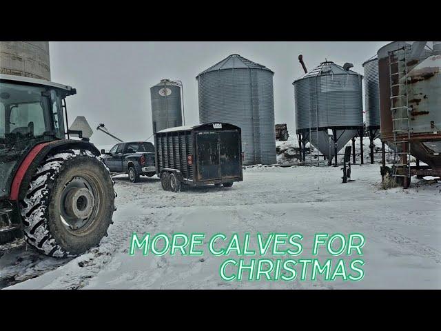 Christmas On A 91 Cow Tie Stall Dairy Farm!  