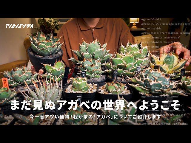 珍奇植物の世界へようこそ。今一番アツい植物「アガベ」を一挙にご紹介します。｜アガベ｜チタノタ｜Agave｜多肉植物