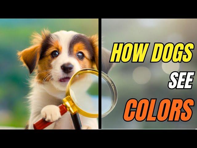 What COLORS can dogs see? How A Dog SEES The World