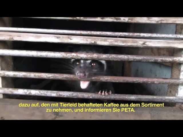 PETA: Schleichkatzen eingesperrt für Kaffee / Civets caged for Coffee