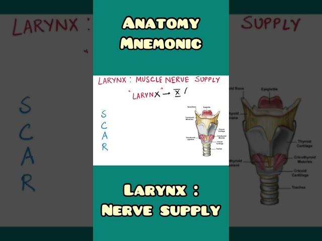 Larynx : motor nerve supply | Anatomy, ENT | #shorts
