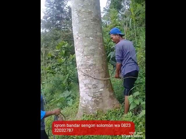 Sengon solomon kalau jantungan jangan melihat ini .ini induan pohon solomon terbesar di jember