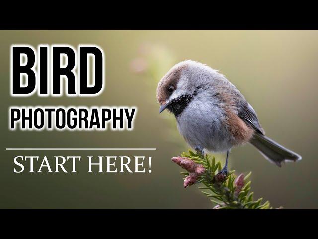 BIRD PHOTOGRAPHY 101: Beginners guide for settings, finding birds, tricks, equipment, and more!