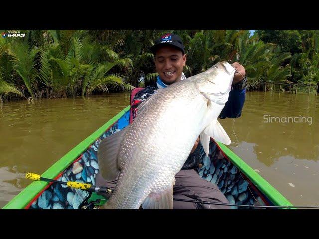 Mengamuk !! Ikan Monster dan Kakap Besar Berhasil Naik - Mancing Ikan Besar di Muara Sungai