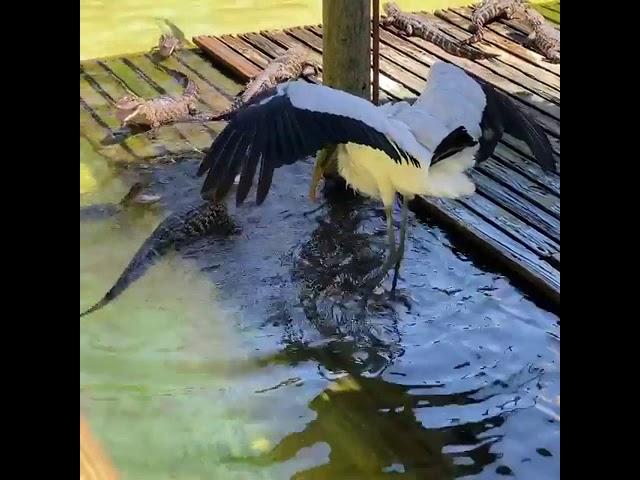 Watch viral video of battle between baby crocodiles and giant stork