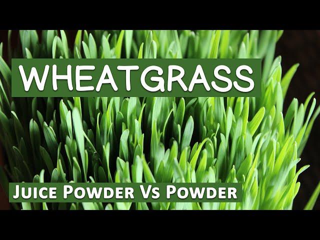 Wheatgrass Powder Vs Wheatgrass Juice Powder Explained