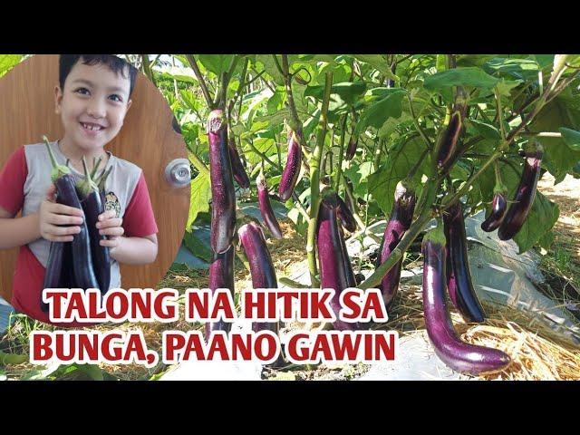 PAANO PADAMIHIN ANG BUNGA NG TALONG @GARDEN OF KUYAKOY