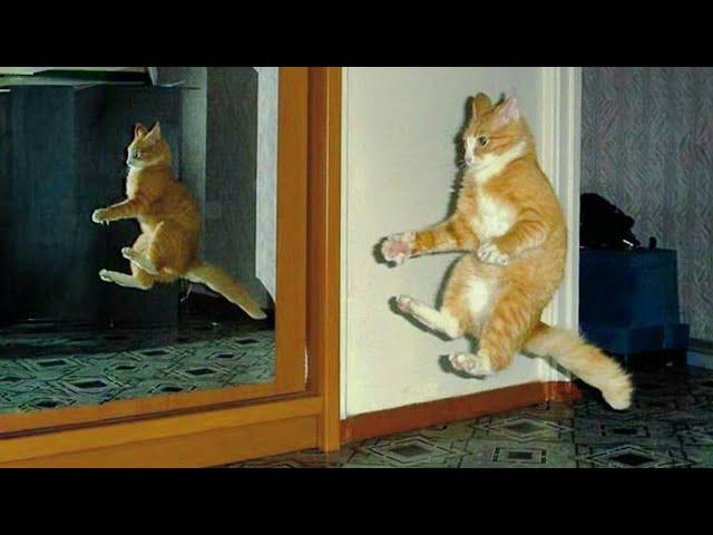 UNEXPLAINABLE Behaviour of Orange Cats  Funny Cat Videos 2024