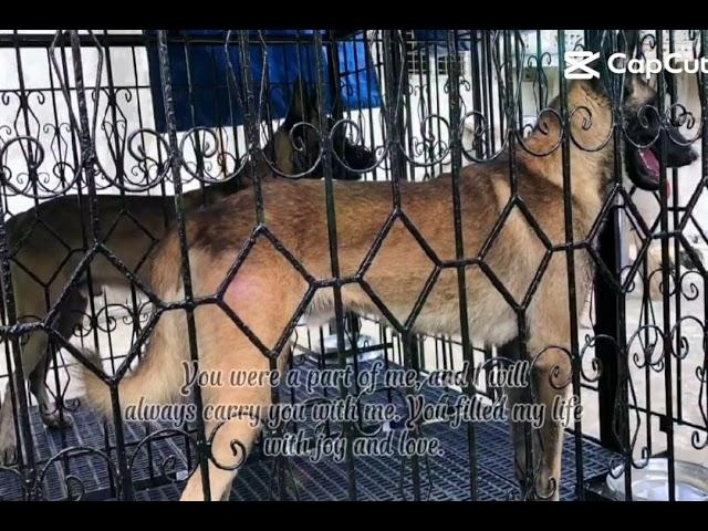 imissyou KEANU & APOLLO 