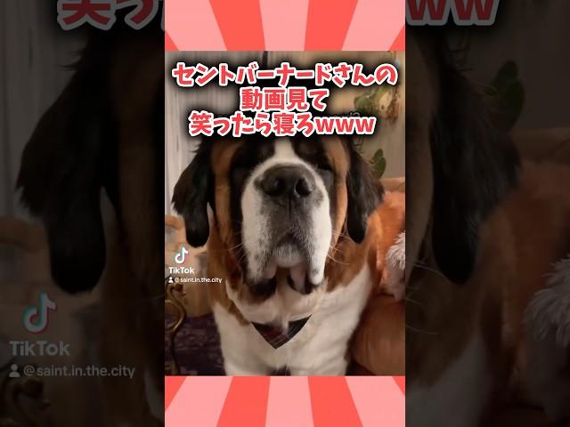 セントバーナードさんの動画見て笑ったら寝ろwwwwww