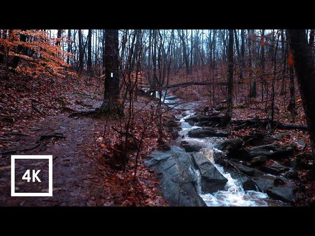 Walking in Thunderstorm, Binaural Light Rain and Nature Sounds for Sleep and Study | ASMR