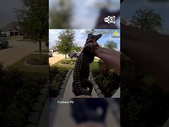 Fulshear officer wrangles small gator from porch with his bare hands