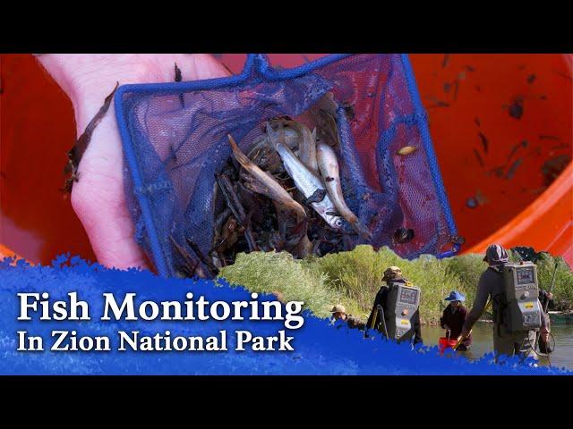 Fish Monitoring - Why Federal and State Agencies Zap the Fish in Zion National Park