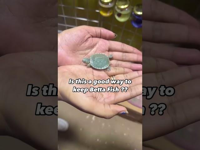 STOP Keeping Betta Fish Wrong!
