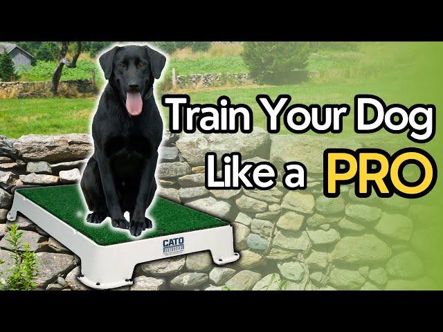 THE SECRET to Having an Obedient Dog Using Place Board Training