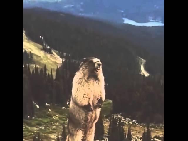 Screaming Marmot Remix - Stabilized