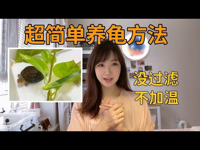 养龟一定要过滤？别急着开缸！分享简单有效的饲养方法