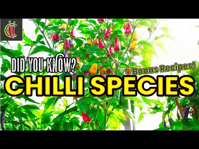 5 Must-Know Chilli Species: A Spicy Guide ️