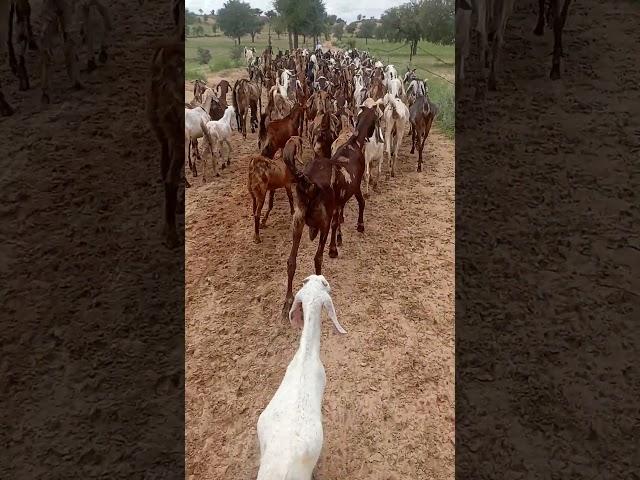 #goathusbandry #animals #goatfeed #goatfarming  #goatfarmingbusiness #onthisday #goatsfarm #goatfarm