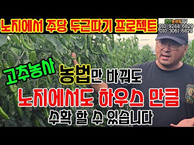 EP. 205 고추농사 농법만 바꿔도 노지에서도 하우스 만큼 수확 할 수 있습니다(노지에서 주당 두근따기 프로젝트)