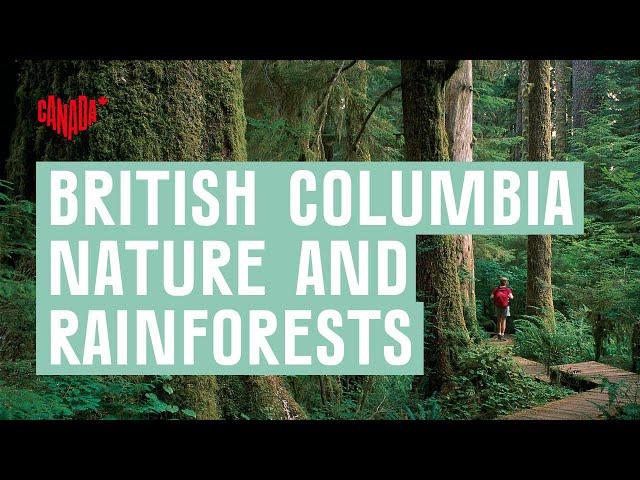 Finding inspiration in the rainforests of British Columbia, Canada | Explore Canada