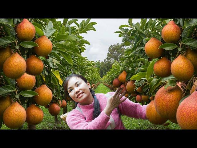 Harvesting Luffa & go to Market Sell - Girl in Danger as Giant Python Ambushes Her While Sleeping