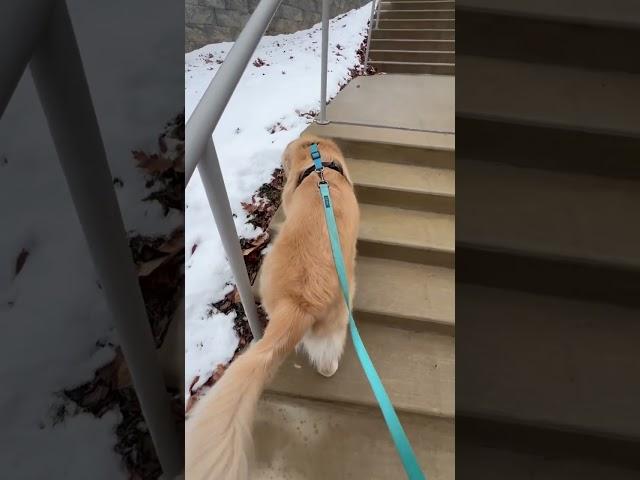 POV: How to get leash stuck 101 #funny #dog #shorts1