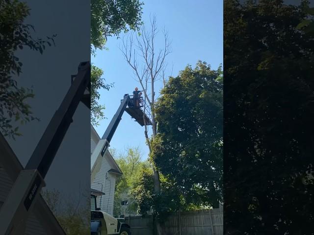 Taking down a tall dead tree. #HandsomeOrHandy #Arborist summeronshorts