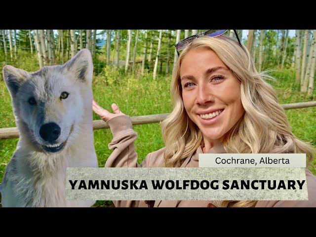 ALBERTA TRAVEL VLOG | YAMNUSKA WOLFDOG SANCTUARY & BREWERIES